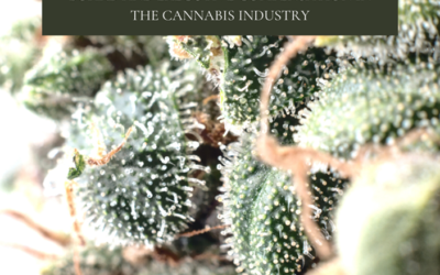 The Bedford Report 2021- Board & Executive Compensation in the Cannabis Industry.